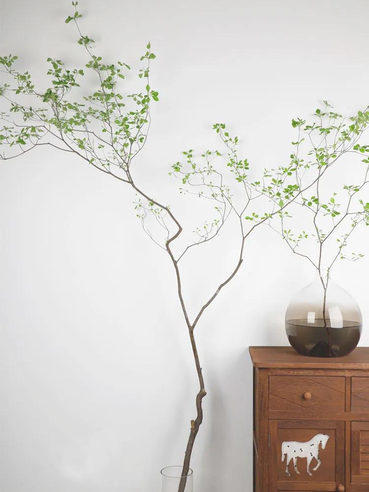 日本吊钟花:植物界的爱马仕