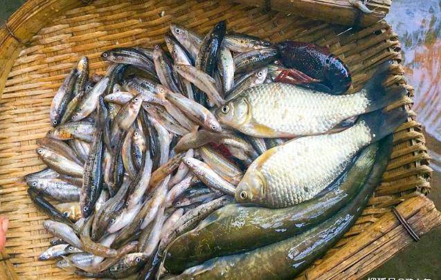 中华刺鳅野生能吃吗,野生刺鳅营养价值