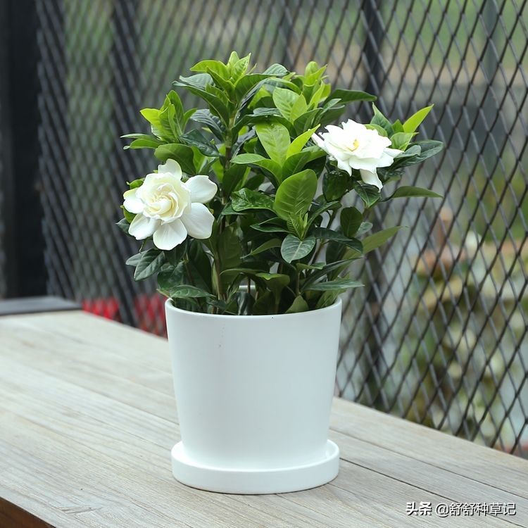 栀子花黄叶的各种原因及解决办法,栀子花持续黄叶的原因及处理方法