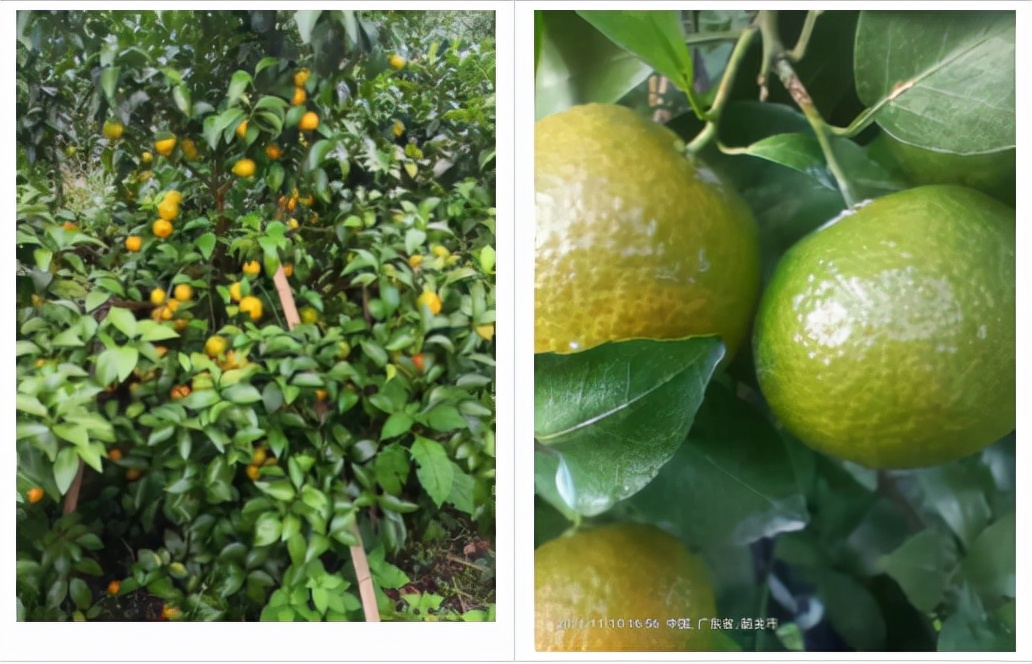 栽树为什么要用保鲜膜,留树保果灵