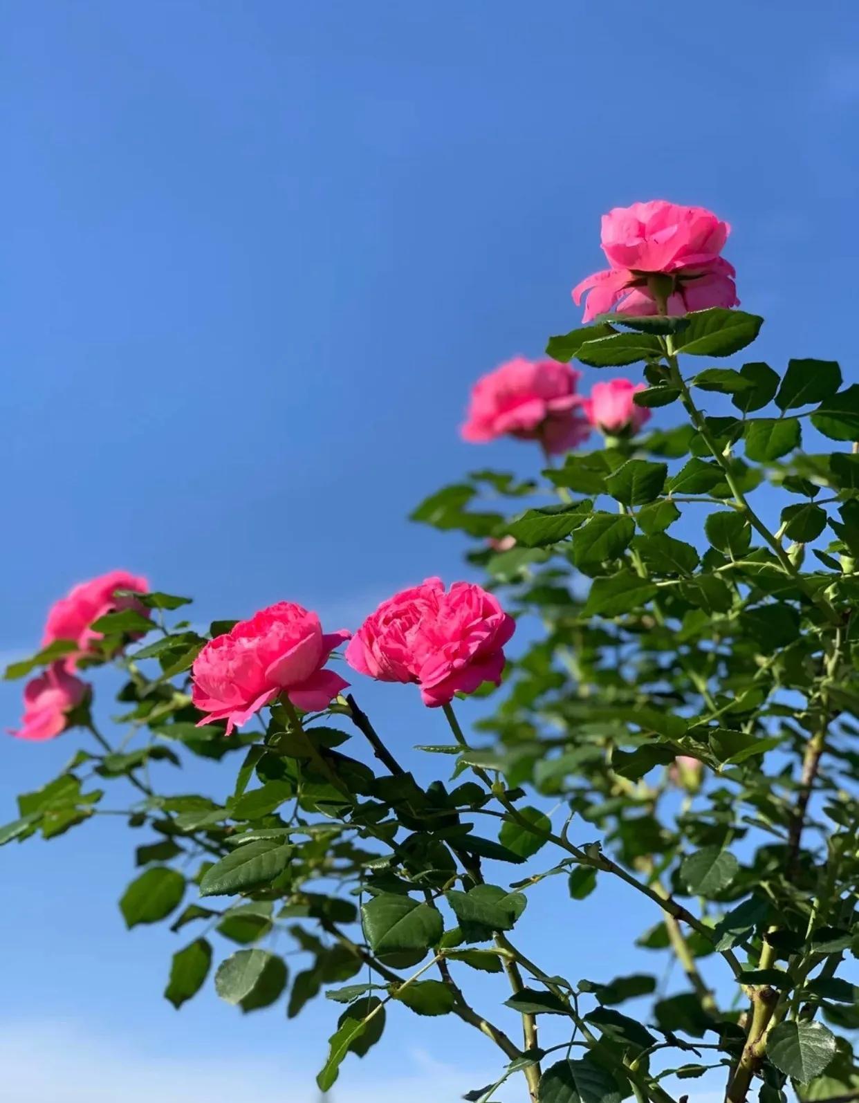 春天时候的蔻丹，长在我心尖尖上，蔻丹添妩媚，罗珮绕朦胧