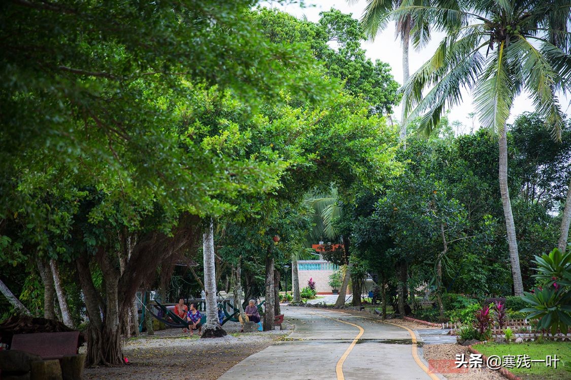 正宗海南文昌鸡,海南正宗文昌鸡吃什么长大的