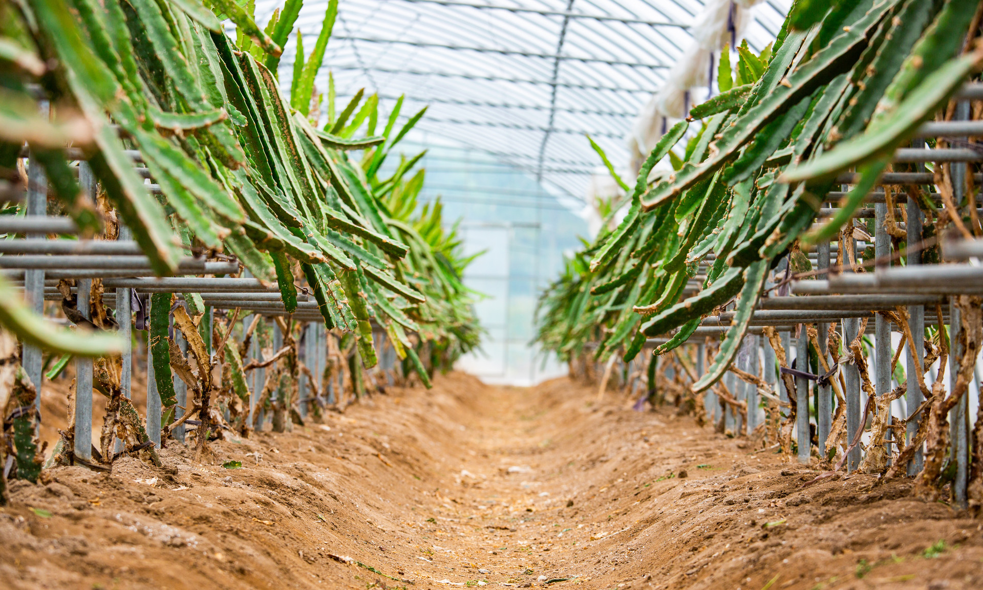 火龙果怎么避免发霉,切好的红心火龙果保鲜和储藏方法