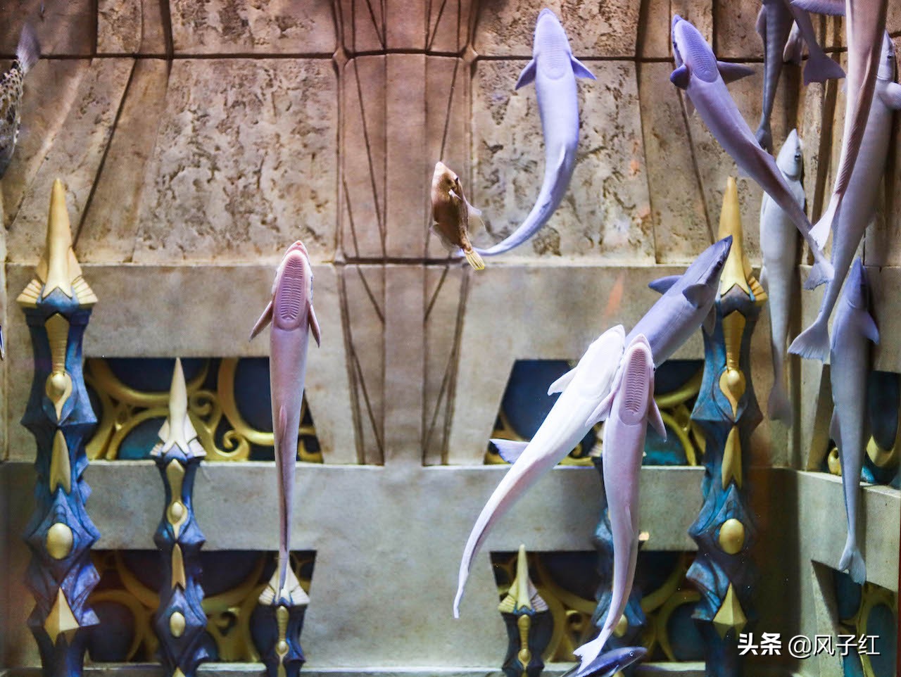 中国亚特兰蒂斯水族,海洋生物亚特兰蒂斯