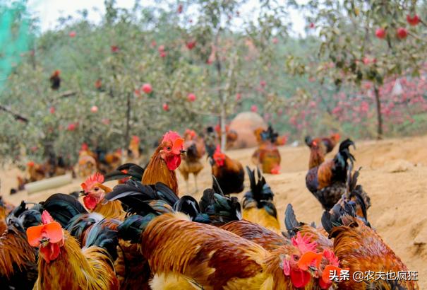 “狗无八年，鸡无六载”有道理吗？10年的鸡头真不能吃？答案来了