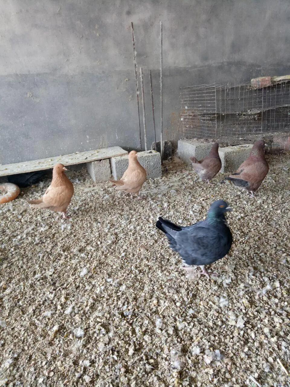 鸽子飞不远怎么回事,鸽子飞不了多远