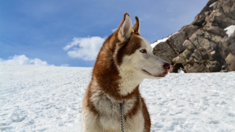 狗狗眼白浑浊发黑怎么改善,狗狗黑眼圈越来越严重什么原因