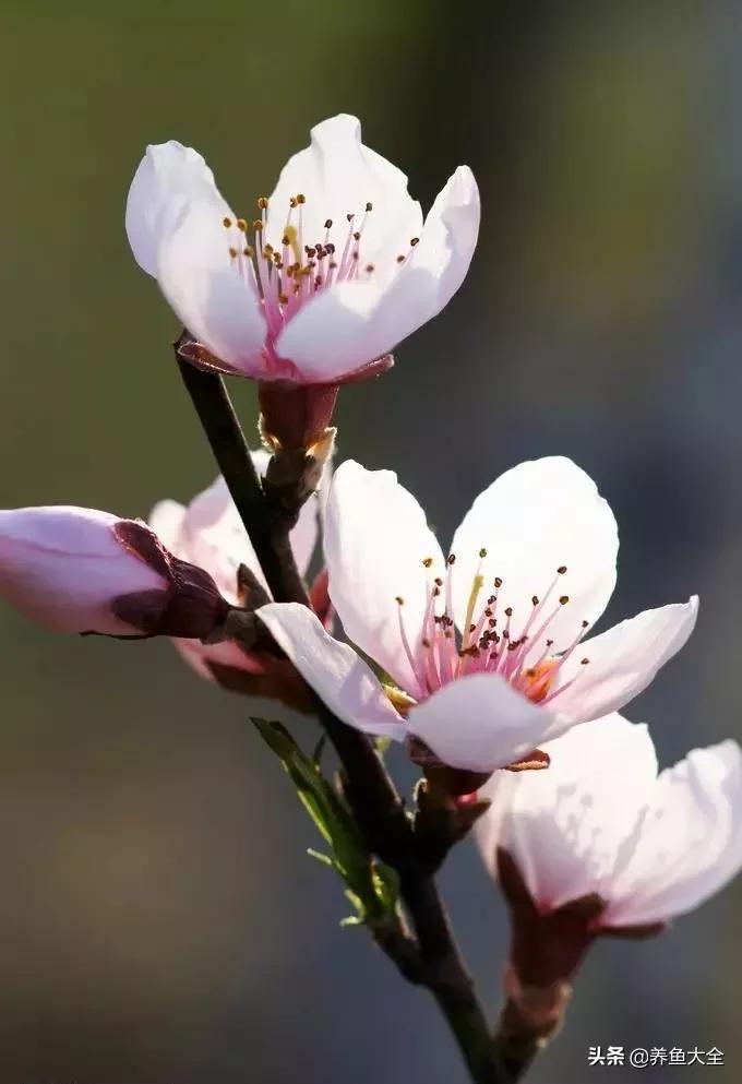 一至十二月的花期,12月到2月份的花期