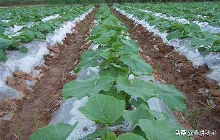 南瓜根腐病和枯萎病怎么区分,南瓜病虫害该撒什么药