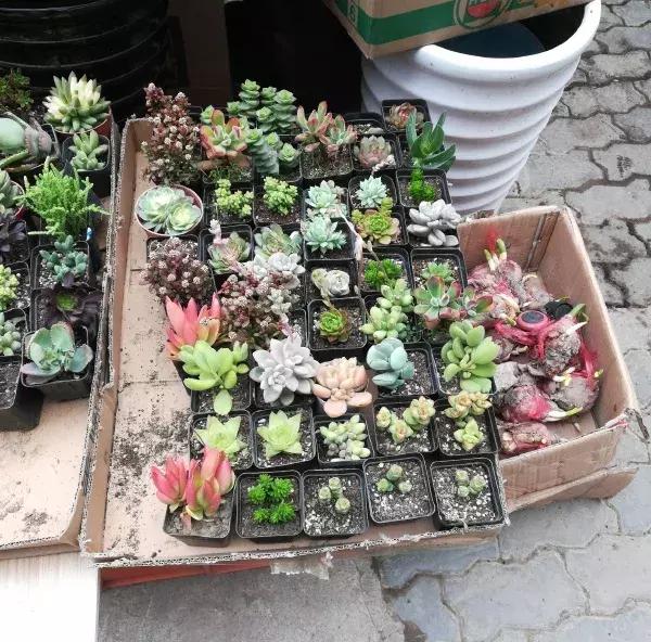 即将消失的花鸟鱼虫市场,天津消失的鱼虫市场