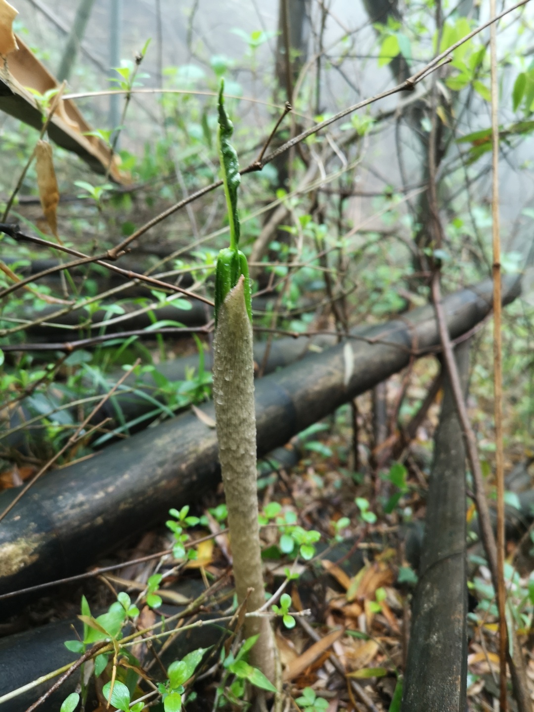 竹林深处探宝——只为了那一棵黄精