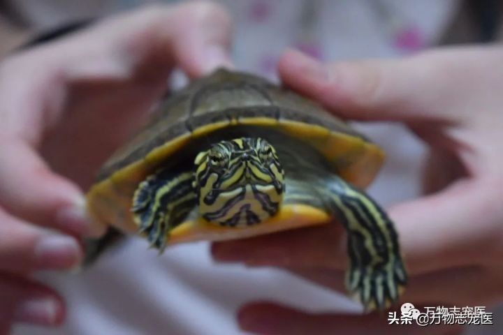 乌龟的壳碎了还能恢复吗,乌龟的壳边缘破了一点点会不会死