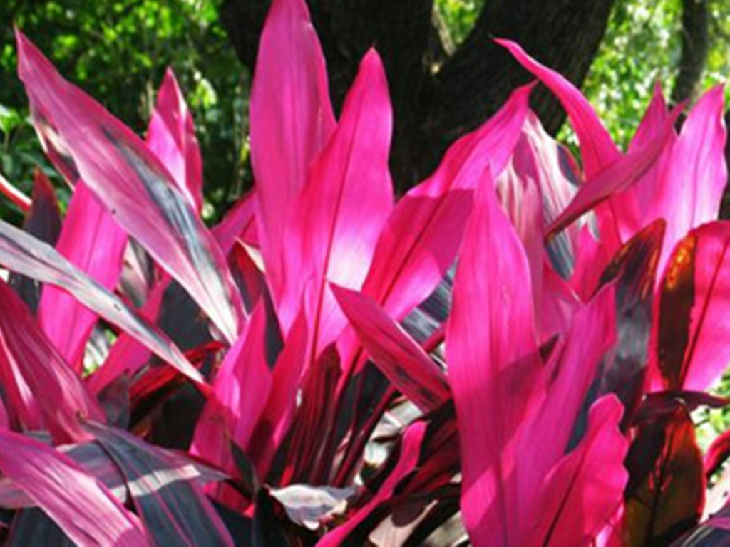 观叶植物叶尖发黄是什么原因,盆栽植物叶子发黄怎么了