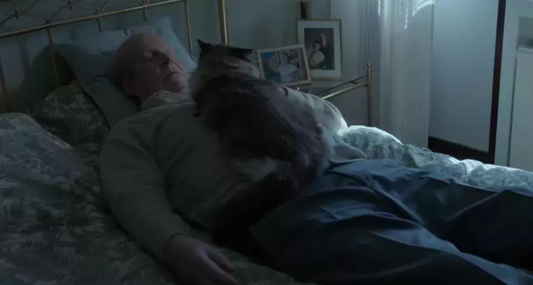 你知道猫咪的一天是如何度过的吗,主人不在家猫咪为什么一直在睡觉