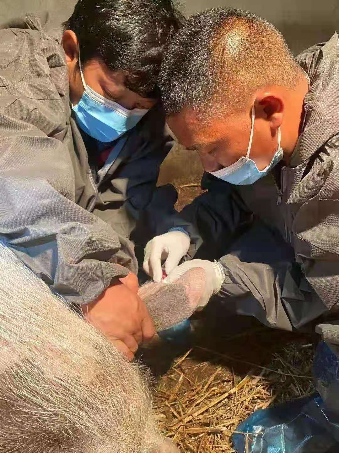 东川有个“牛一刀”16年时间他给牛羊做剖腹产手术挽救上万条生命为群众挽回损失6500余万元