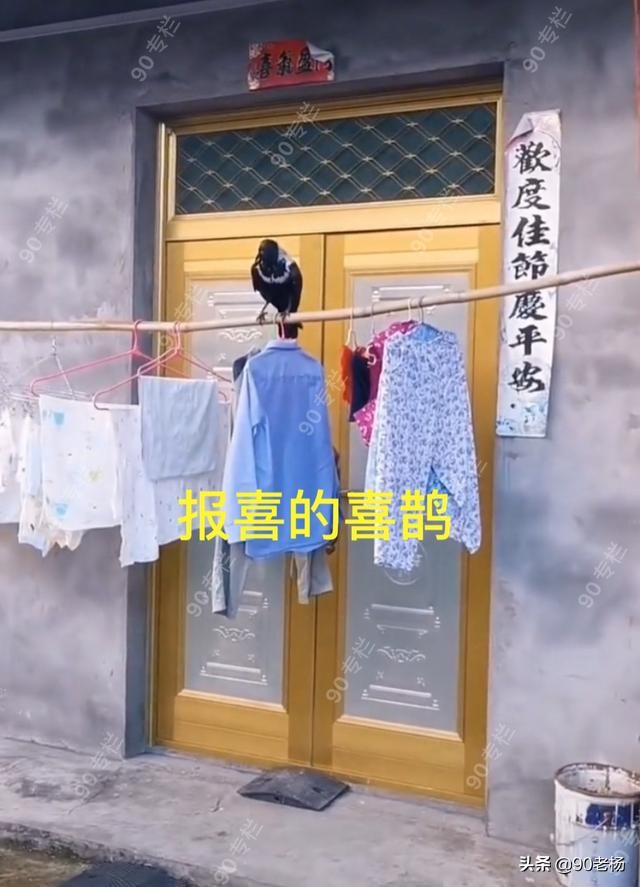 喜鹊救火是真的吗,喜鹊救火全过程