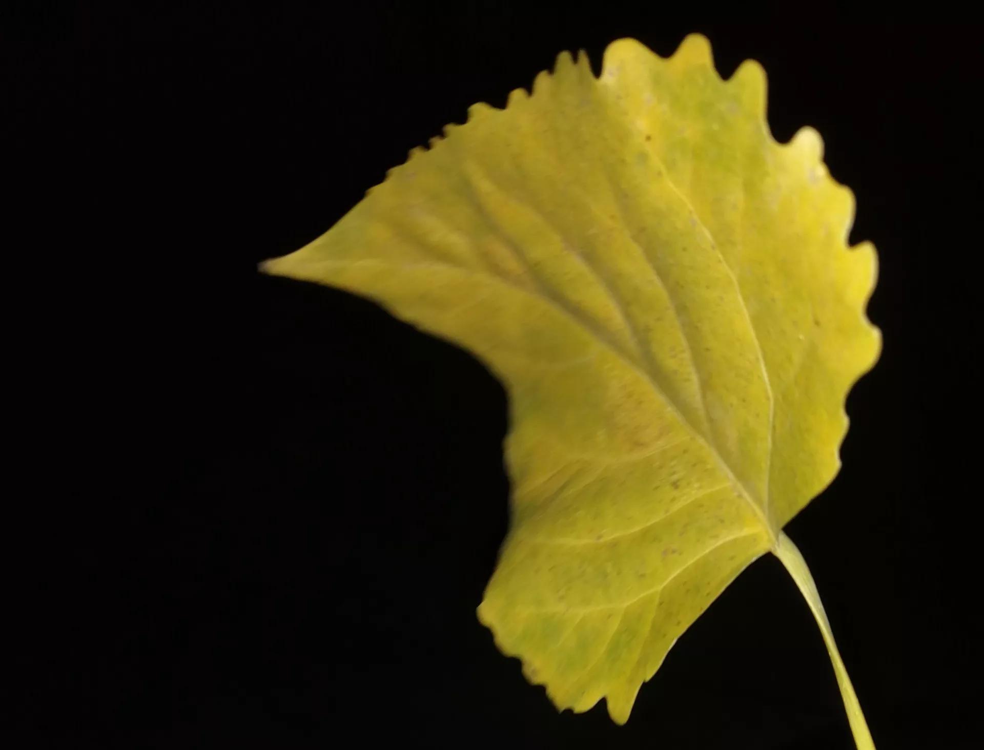 秋天的思念全部歌曲,秋天的思念钢琴曲