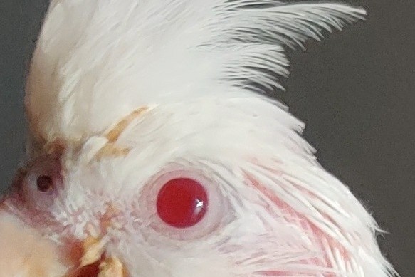 玄凤鹦鹉刚出生怎么辨别品种,玄凤鹦鹉有多少个品种