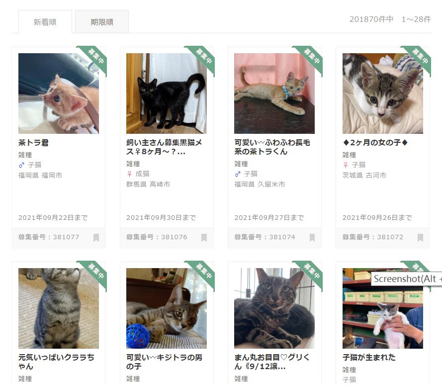 日本留学生养猫怎么带回国,名校志向塾东京地址