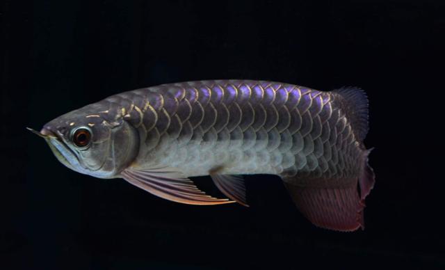 比较有灵性的中大型观赏鱼,威武霸气的观赏鱼有哪些品种