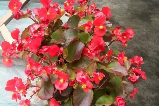 四季海棠暖气房养为啥不开花,四季海棠开花后的修剪方法图解