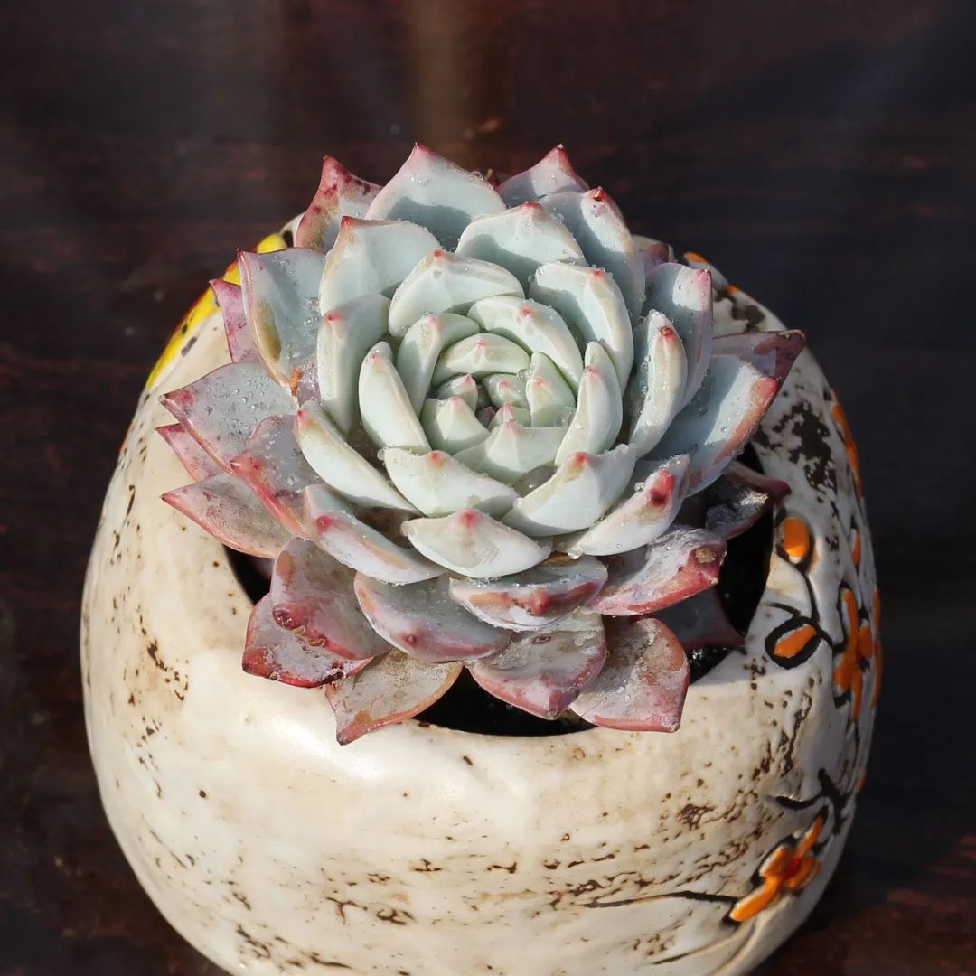 有暗纹的多肉有哪些,暗纹系多肉有哪些