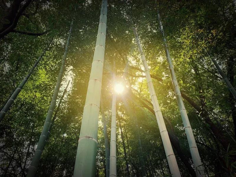 鑻忓窞澶у鏂囨瀛﹂櫌浠嬬粛,鑻忓窞澶у鏂囨瀛﹂櫌鍥剧墖