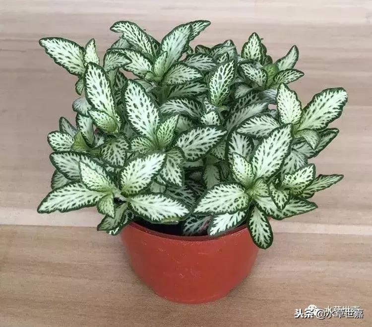 30cm水陆缸适合养什么,水陆缸植物前景中景后景搭配介绍