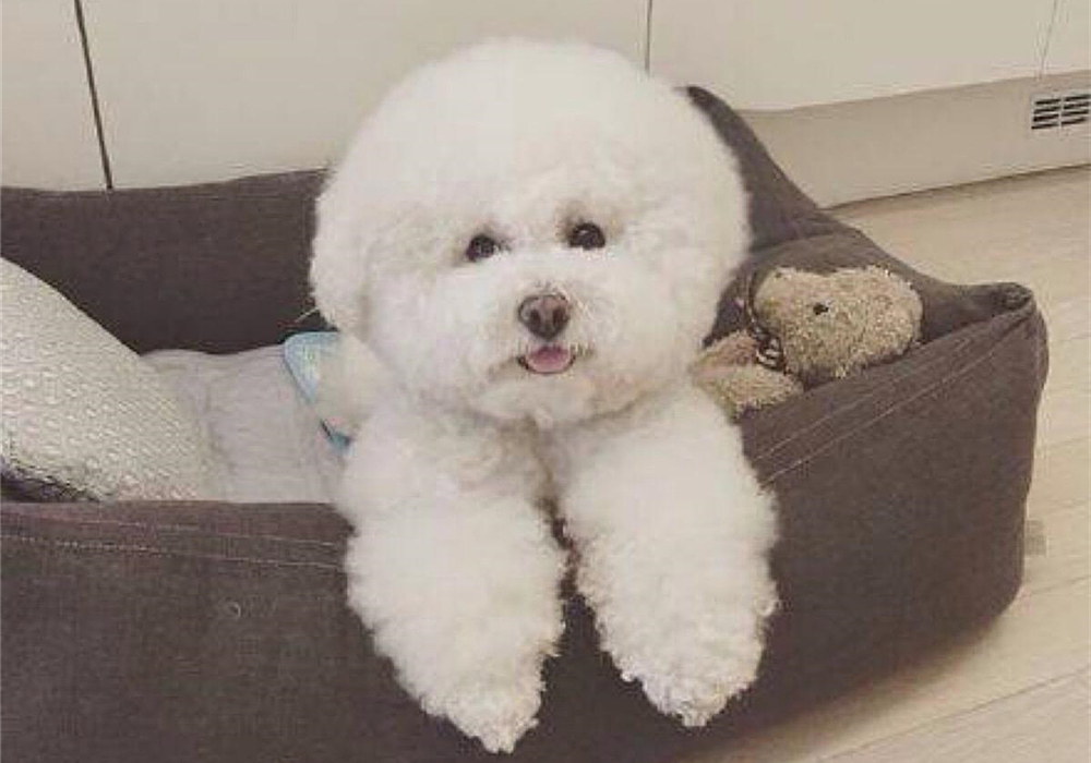 狗狗息肉不明显需要处理吗,狗狗眼睛长了息肉保守治疗