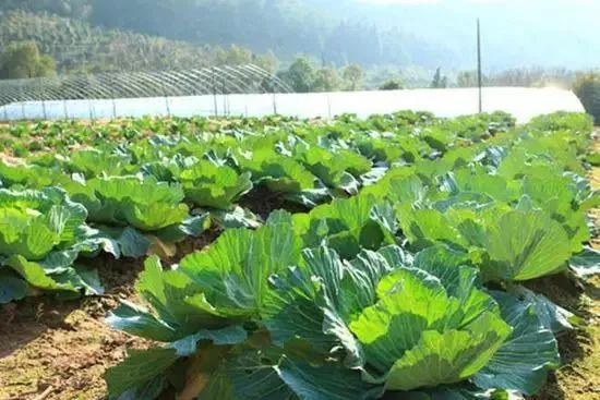 贵州最美农家乐,贵州这些藏在山间的诗意民宿