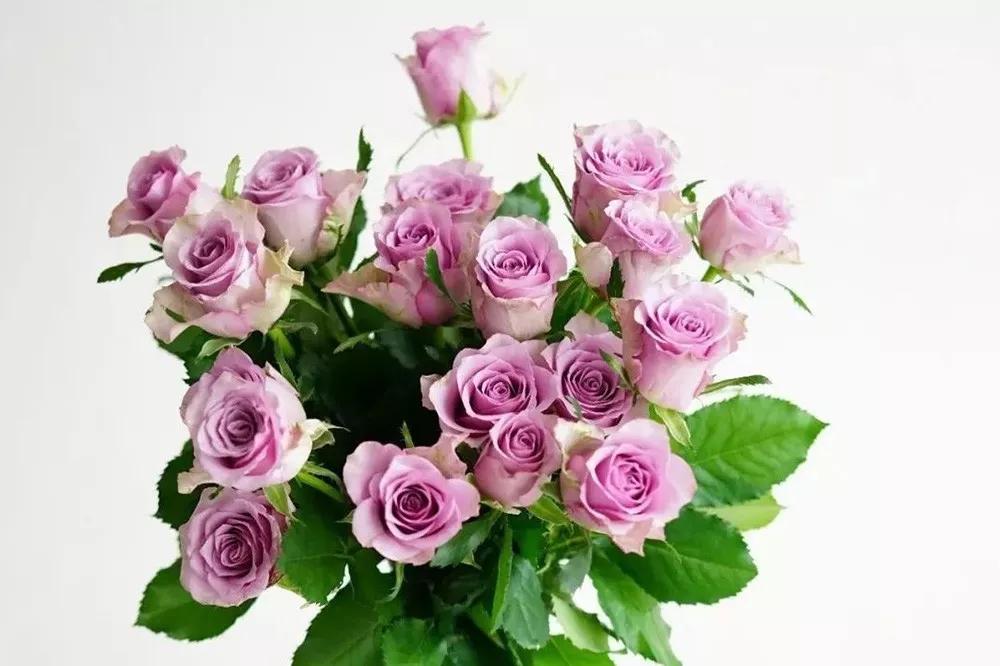 花店必备的5款玫瑰,花店常用的10款玫瑰花是哪些品种
