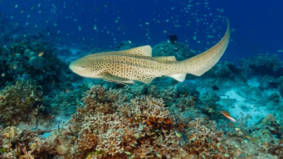 雌鲨鱼的繁殖方式,鲨鱼无性生殖