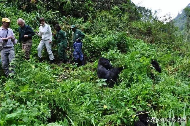 去非洲旅游能有多花钱？富人不仅仅是度假，而是体验和生活方式