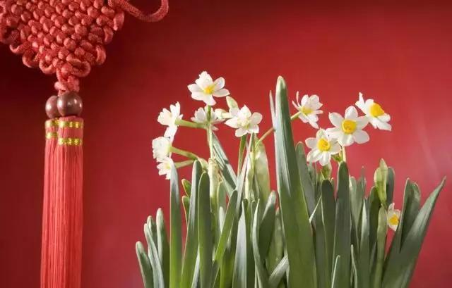 过年家里摆什么植物好,家里过年要摆几样水果