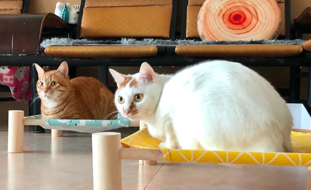 饲养猫狗对小孩肥胖有关系吗,肥胖猫狗选粮攻略