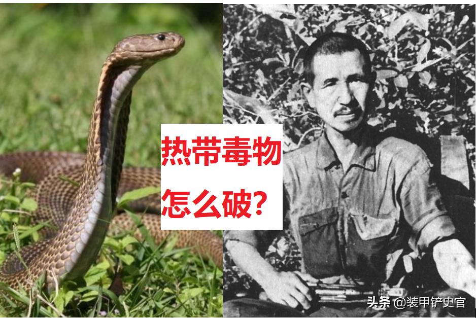 小野田野外生存30年，如何应对蚊蚁虫蛇等热带毒物