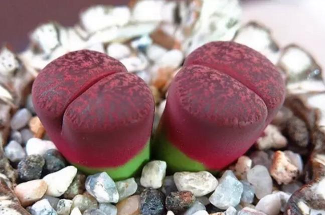 怎么能让多肉出锦,怎么让多肉出锦