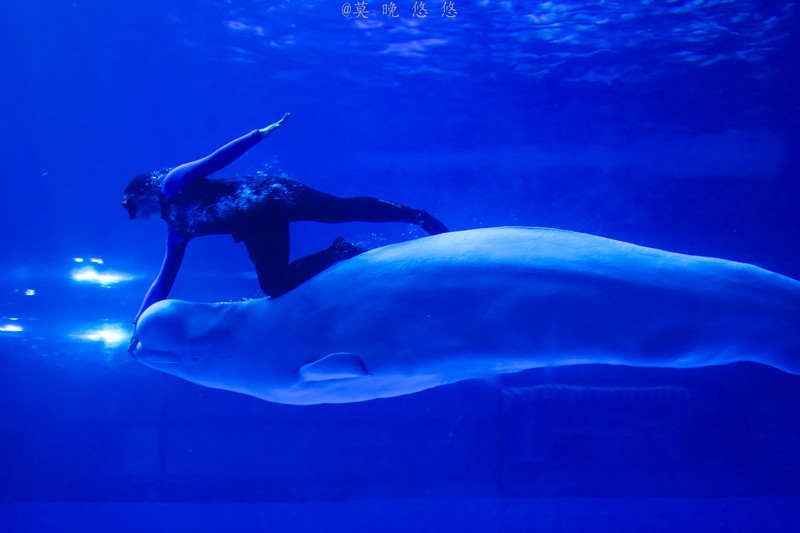 海洋极地海洋世界攻略,正佳极地海洋世界白鲸海象