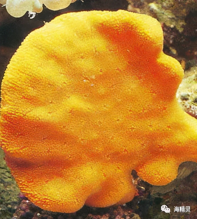 活石上不请自来的“偷渡客”，你们都是谁？