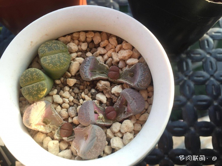 不管什么多肉都适合叶插吗,不管什么多肉都可以变老桩吗