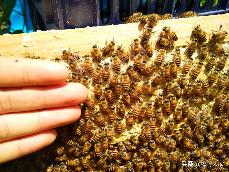 怎么才知道蜜蜂可以取蜂蜜了,蜜蜂什么时候可以取蜂蜜