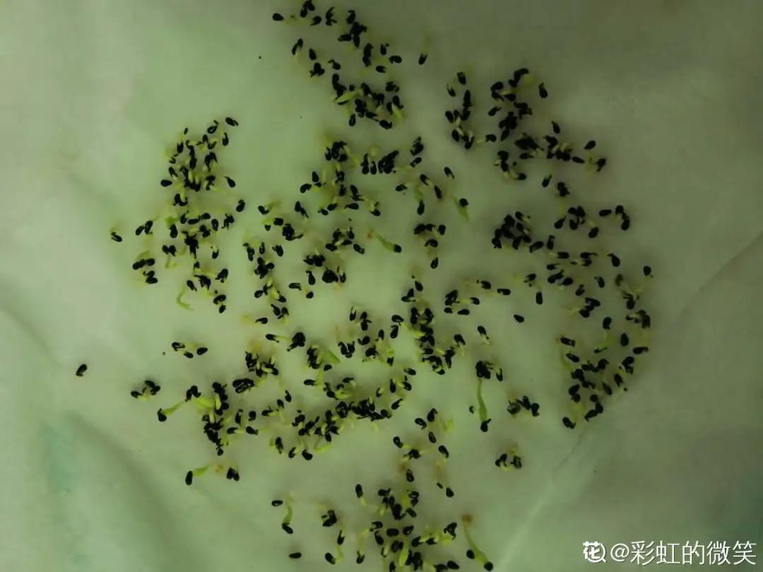 一根枝插土里就能成活的果树,大树枝直接插土里能活吗