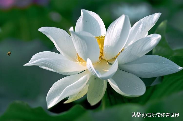 中国各城市市花图片简介,各个城市的市花有哪些