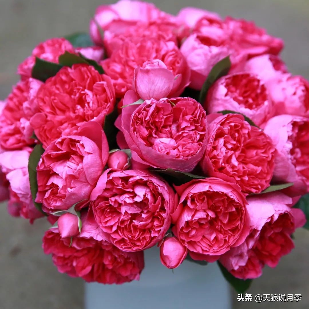 不容易，天狼自育终于打折了！空蒙只要50不到！