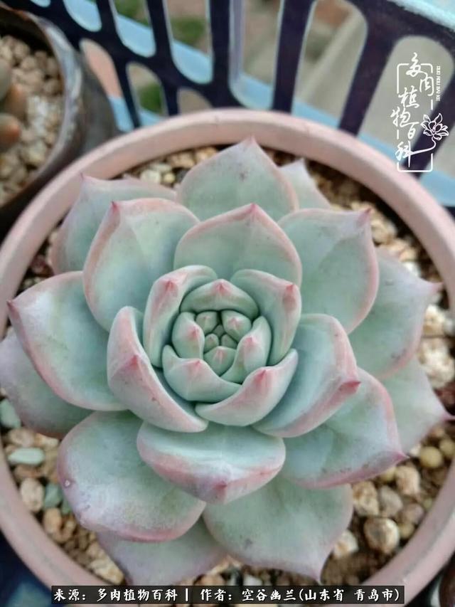 多肉最美的时光,多肉惊艳我的时光