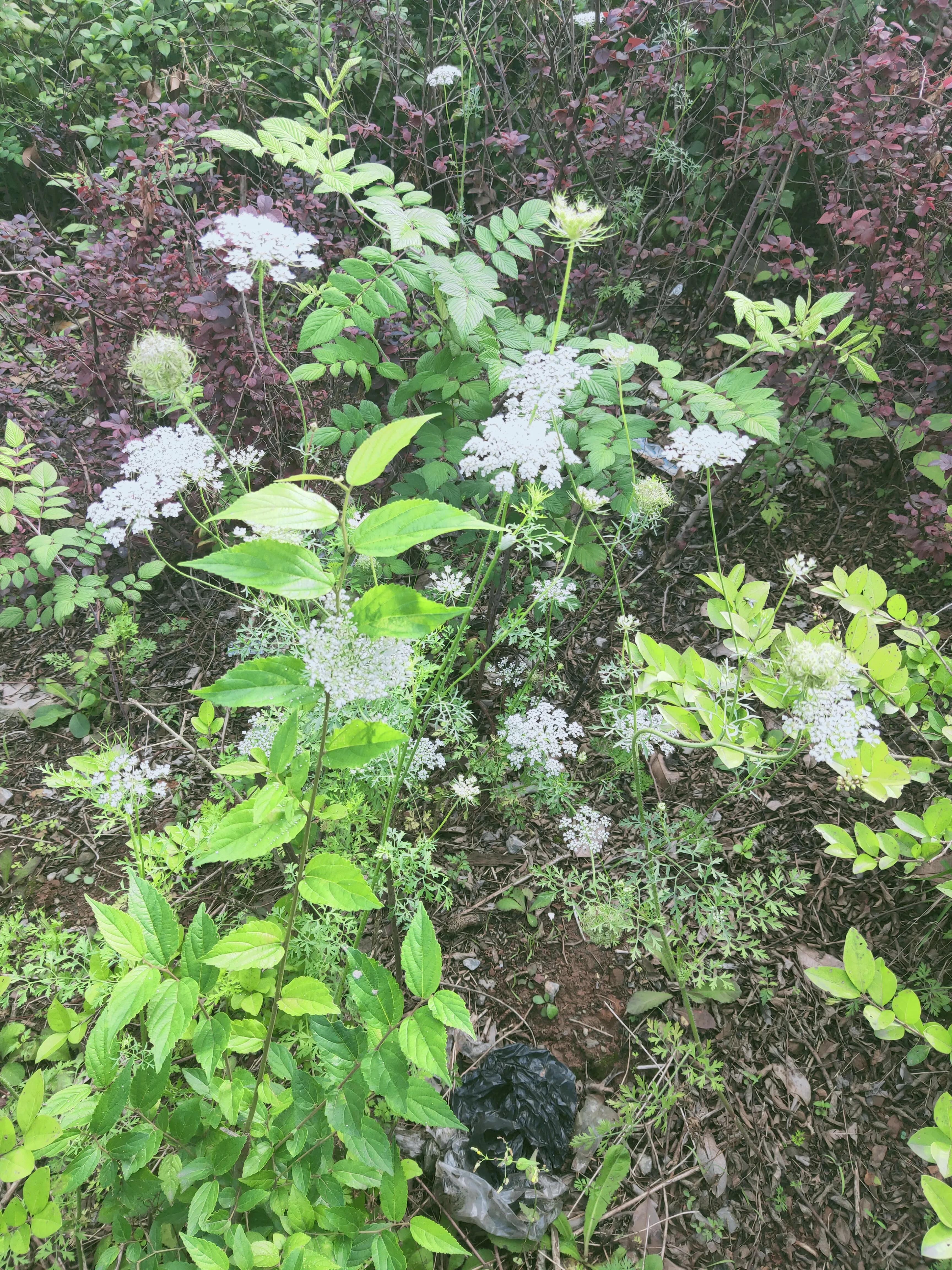 家乡喊的“野胡萝卜”宫廷剧里的“保障植物”婴儿用的湿疹膏有它