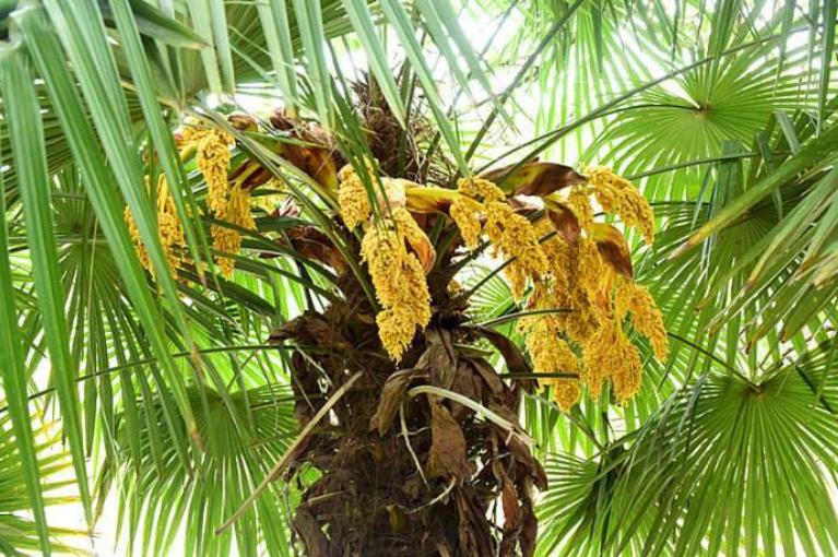 俗话说;“千棵棕万棵桐,子子孙孙都不穷”,为什么这样说?