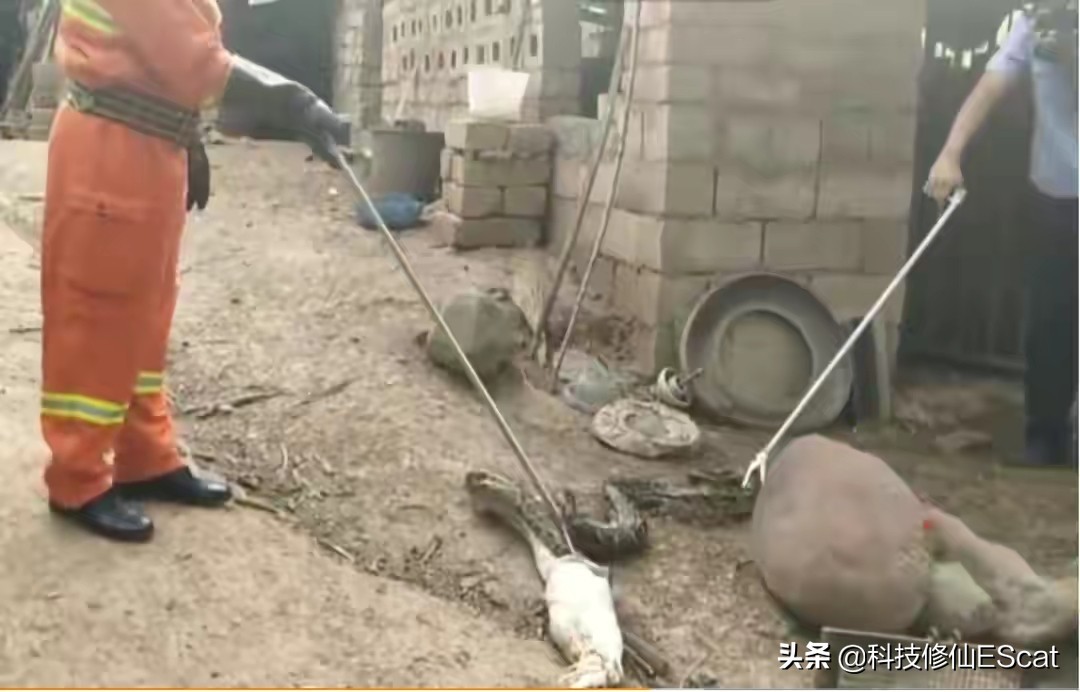 蟒蛇吃人国家赔钱吗,蟒蛇被抓为何会吐食物