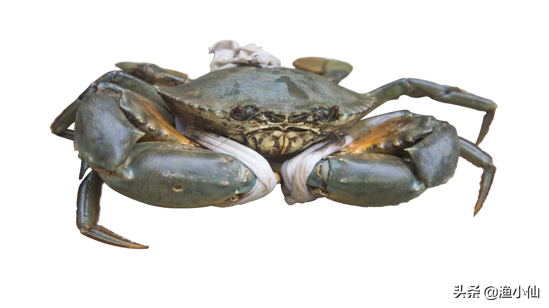 螃蟹的蟹黄和蟹膏是什么,为什么螃蟹又有蟹黄又有蟹膏