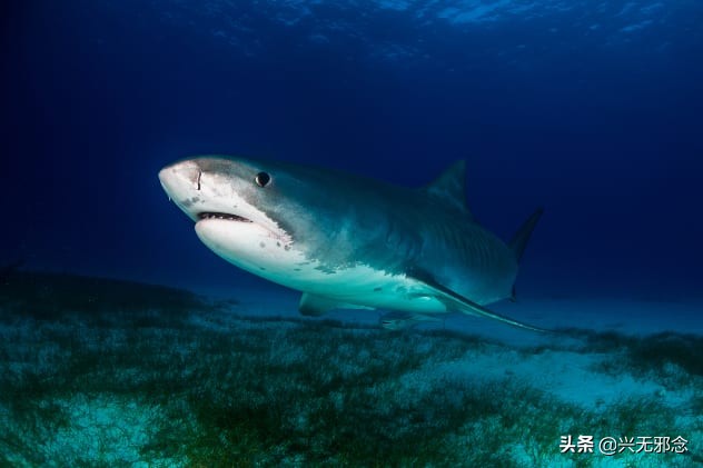 tiktok超可怕录像,tiktok最吓人的视频